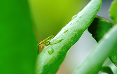 GREEN AND ORANGE BUGの写真素材