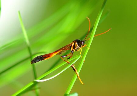 BUG ON GREEN CHIVESの写真素材