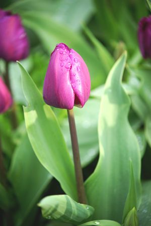 SINGLE PURPLE TULIPSの写真素材