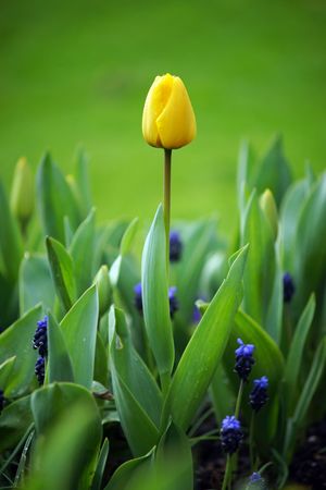SINGLE YELLOW TULIPの写真素材