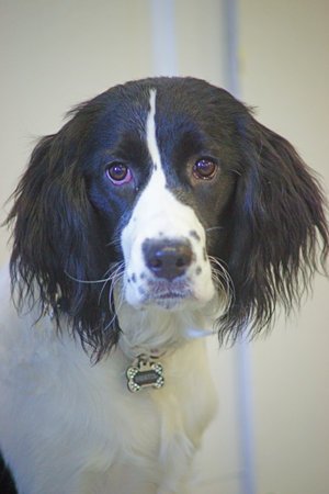 BORDER COLLIEの写真素材