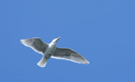 FLYING SEAGULL