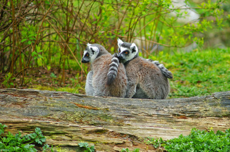 Animal buddiesの写真素材