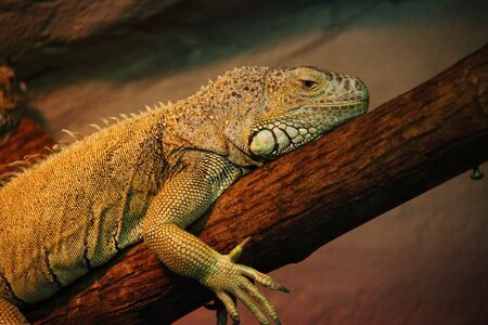 Lazy lizardsの写真素材