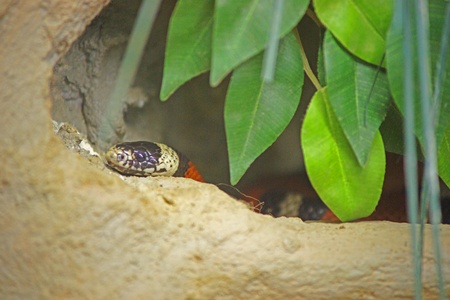 Snake hiding in the holeの写真素材