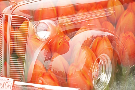 TULIPS AND OLD CARの写真素材