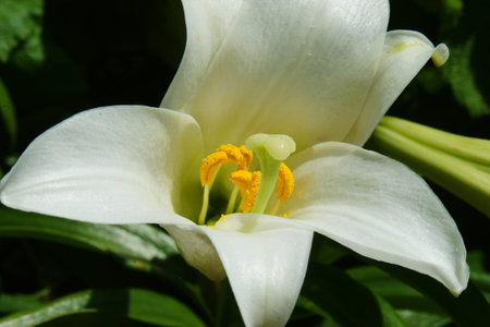 MACRO OF WHITE FLOWERの写真素材