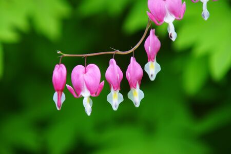 BLEEDING HEARTSの写真素材