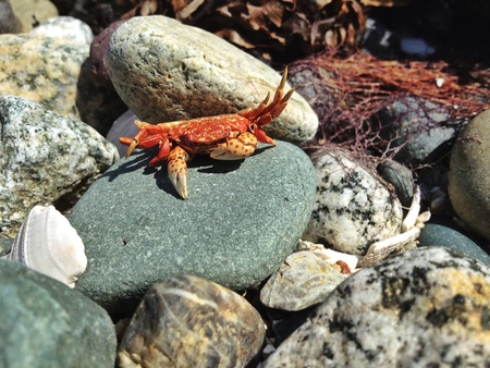Crab on the beach in White Rockの素材