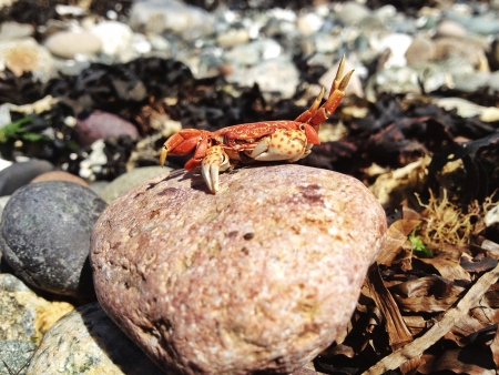 Crab on the beach の素材
