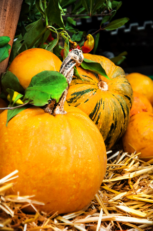 Pumpkinsの写真素材