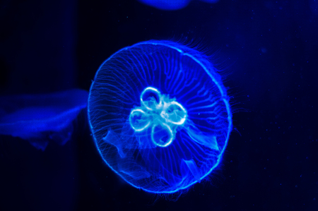Feeling Blueの写真素材
