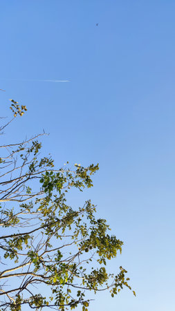Tree branch with blue sky and white clouds in the morning, natural backgroundの写真素材