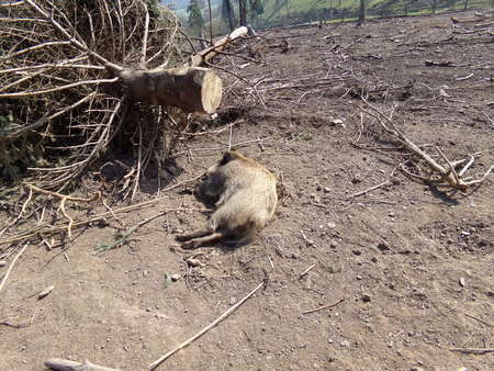 Wild boar in the forestの写真素材