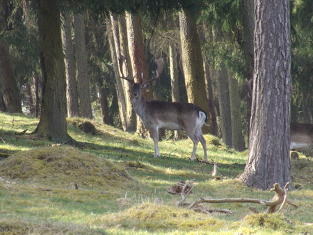 A deer in the forest near Frankenberg Eder in northern Hesseの写真素材