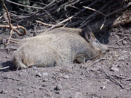 Wild boar in the forestの写真素材