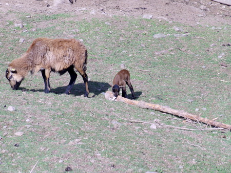 Cameroon sheeps on a meadowの写真素材