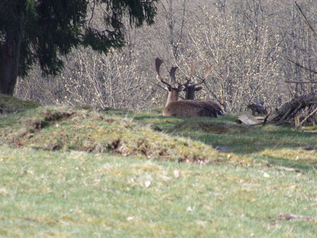 Two deers in the forest near Frankenberg Eder in northern Hesseの写真素材