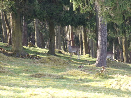 A deer in the forest near Frankenberg Eder in northern Hesseの写真素材