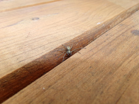 A small spider on a wooden tableの写真素材