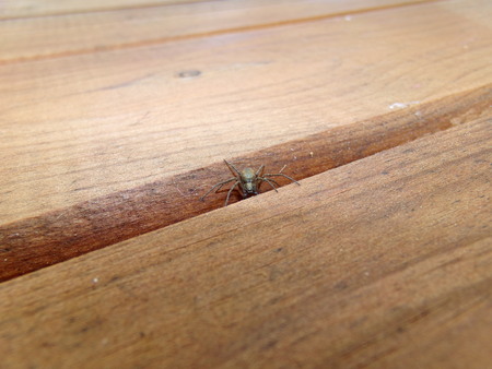 A small spider on a wooden tableの写真素材