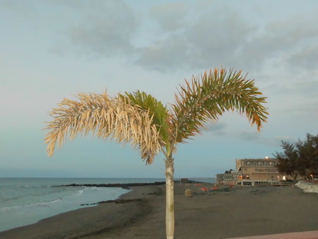 Palm tree at the beach of San Agustin / Gran Canariaの写真素材