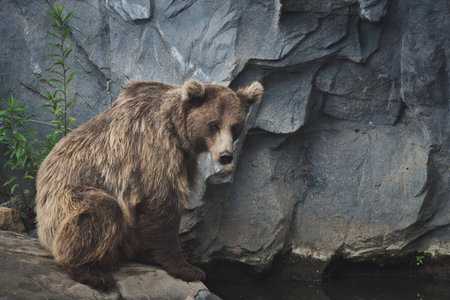 Sad European brown bear near a lake in a zooの写真素材