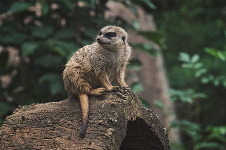 Meerkat sitting on a tree trunk in a zooの写真素材