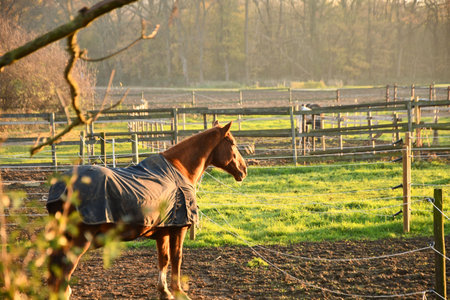 Closeup shot of a brown horse standing in the paddock at sunset
