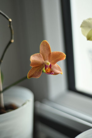Vertical shot of an orange-pink speckled orchid on windowsillの写真素材