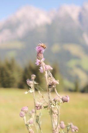 Wild bee on a purple flower on the mountain meadows of the Leogang mountains in Austriaの写真素材