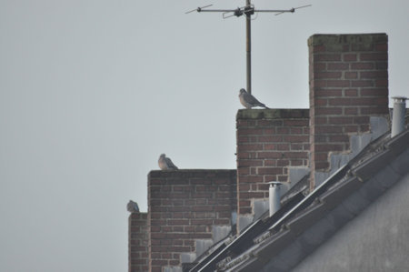 Row of pigeons on top of building chimneys with the grey overcast sky in the backgroundの写真素材