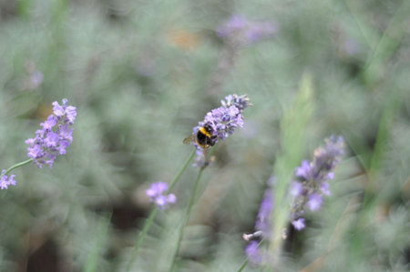 Closeup of a bumblebee on a lilac wildflower