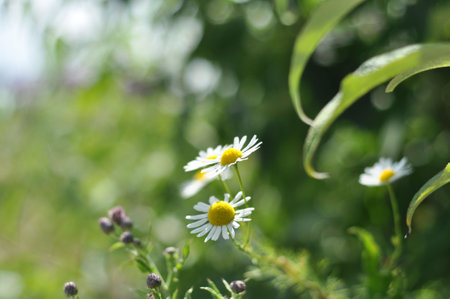 Closeup of Matricaria chamomilla, a German chamomileの写真素材