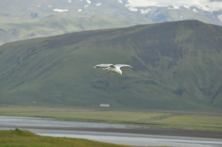 Beautiful view of a seagull over a Fjord in Icelandの写真素材
