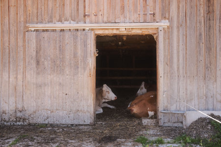 Two brown and white cows lying in a wooden barn in Austriaの写真素材