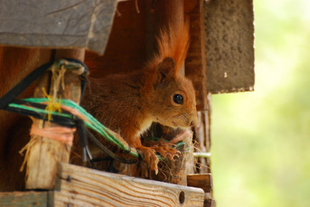 Closeup shot of a squirrel climbing around a wooden bird house on a treeの写真素材