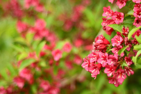 Red pink flowers on a green bushの写真素材