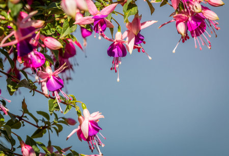 Beautiful fuschias in the evening sun.