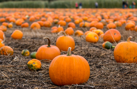 Families pick pumpkins from a farmers feild for Halloween.の写真素材