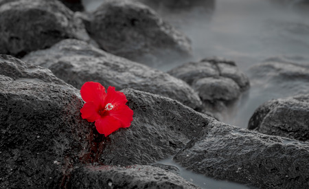 long exposure of a red Hybiscus on a rocky black and white background.の写真素材