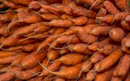 Organic carrots to be sold at a farmers market.の写真素材