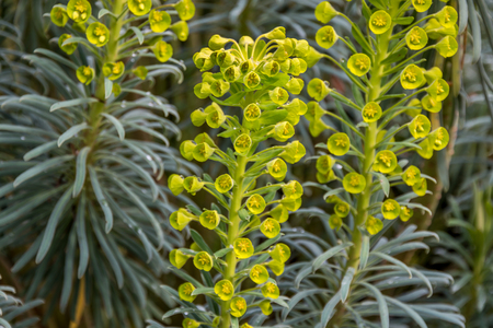 Euphorbia Characias in bloomの写真素材