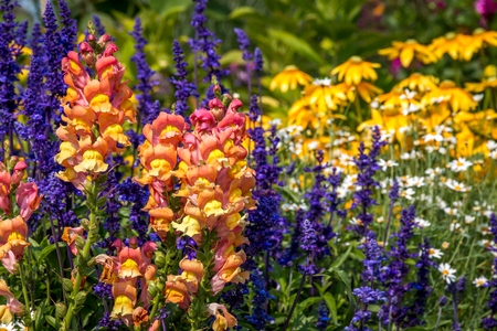 Shallow focus on a beautiful summer flower garden of Snapdragons, salvia and daisies.の写真素材