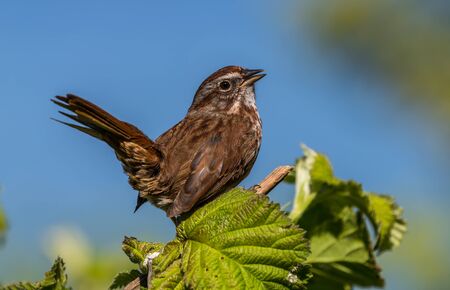 A song sparrow "  Melospiza melodia " sings for a mate.の写真素材