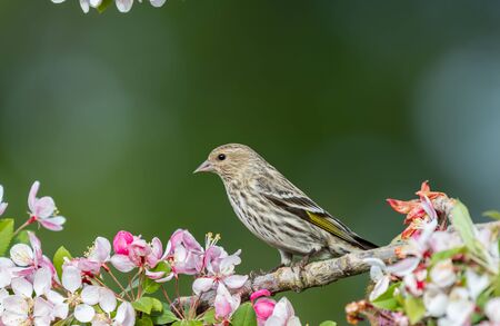 A Pine siskin " Spinus pinus " perches in a flowering cherry tree.の写真素材