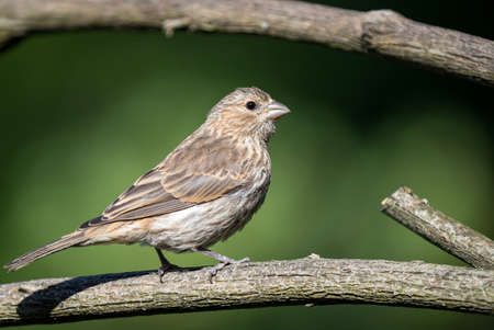 A colorful male house finch " Haemorhous mexicanus " perches on a branch looking to attract a mate.の写真素材