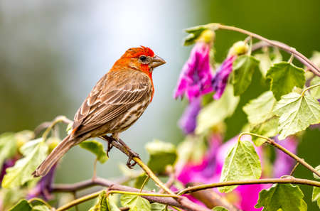 A colorful male house finch " Haemorhous mexicanus " perches on a branch looking to attract a mate.の写真素材