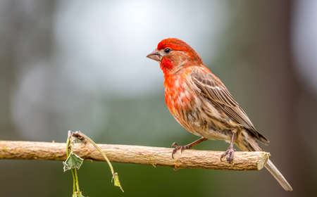 A colorful male house finch " Haemorhous mexicanus " perches on a branch looking to attract a mate.の写真素材