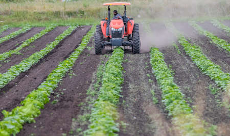 Victoria Canada- 06/28/2020 Seasonal farm workers plant produce crops with the help of a tractor.のeditorial素材